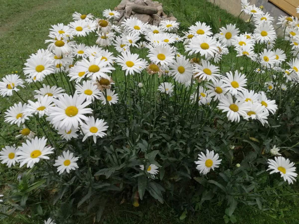 Marichka Otel Yablunytsia Dış mekan fotoğraf